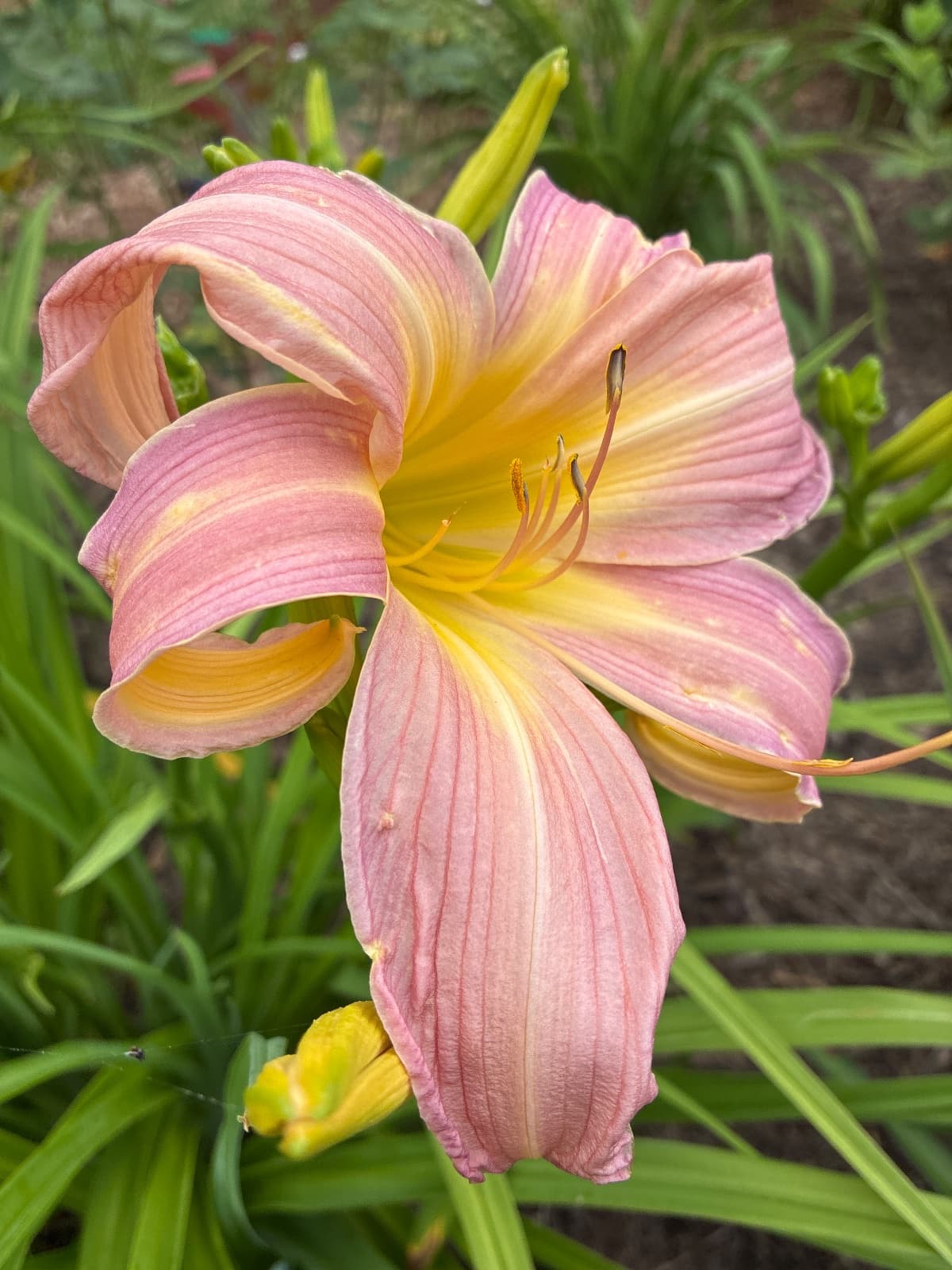 Lifting Belle Daylily