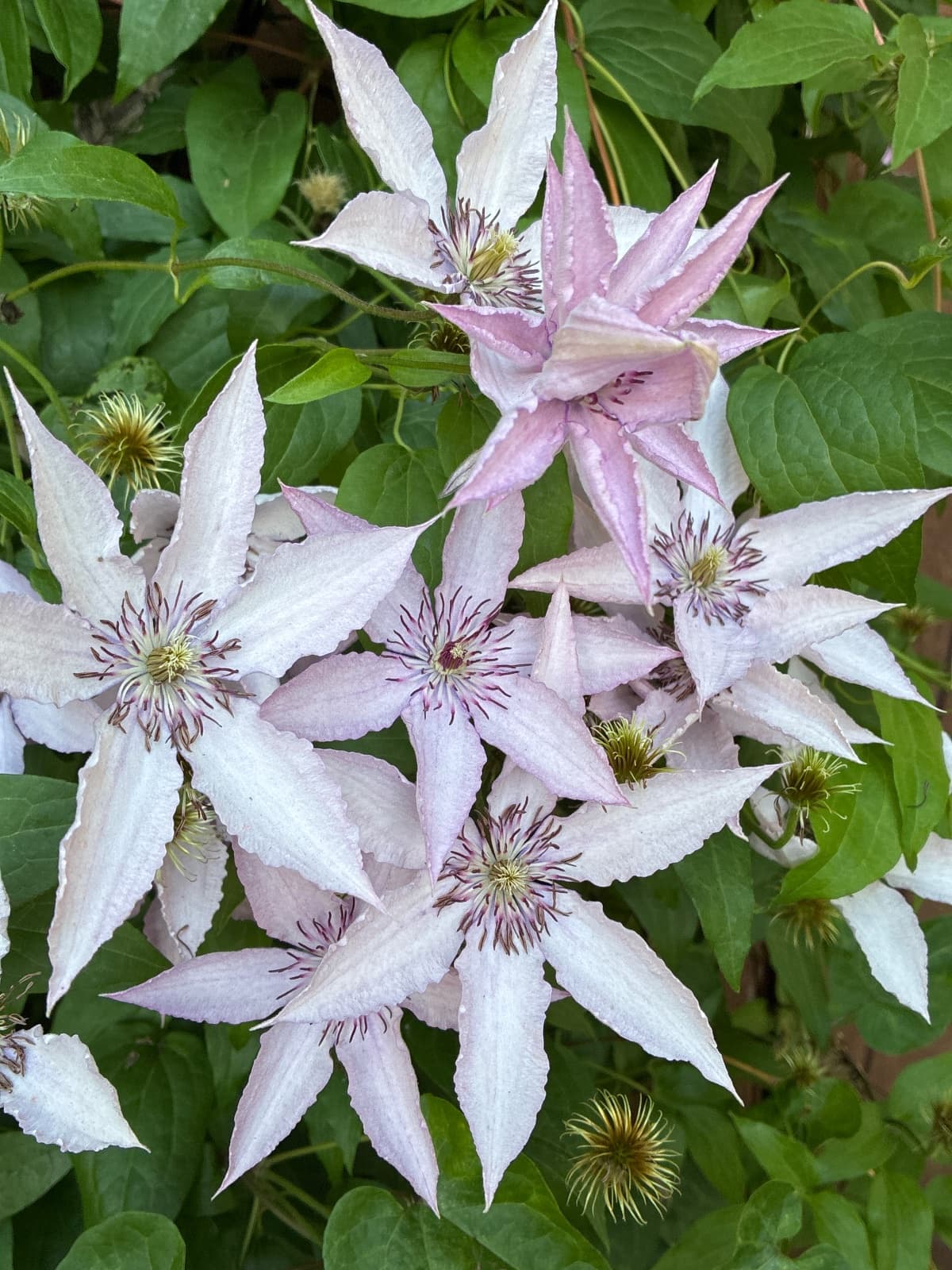 Light lavender Clematis