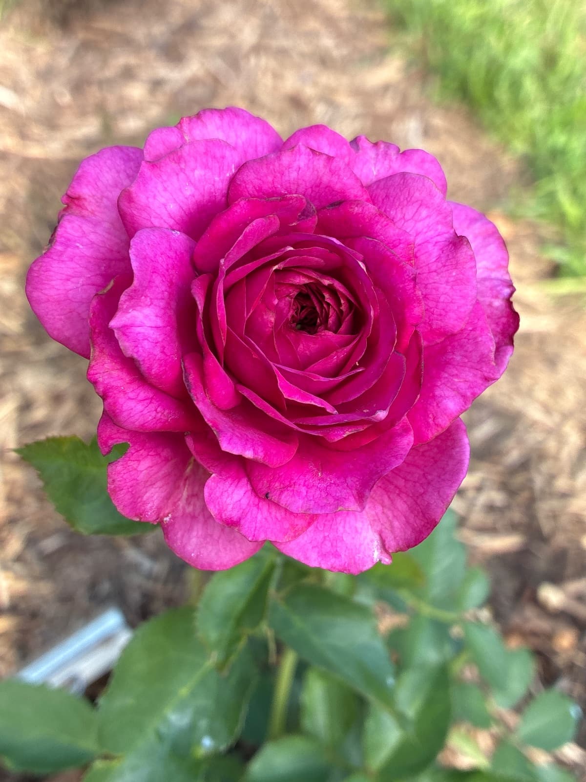 Light Years Away Floribunda Rose