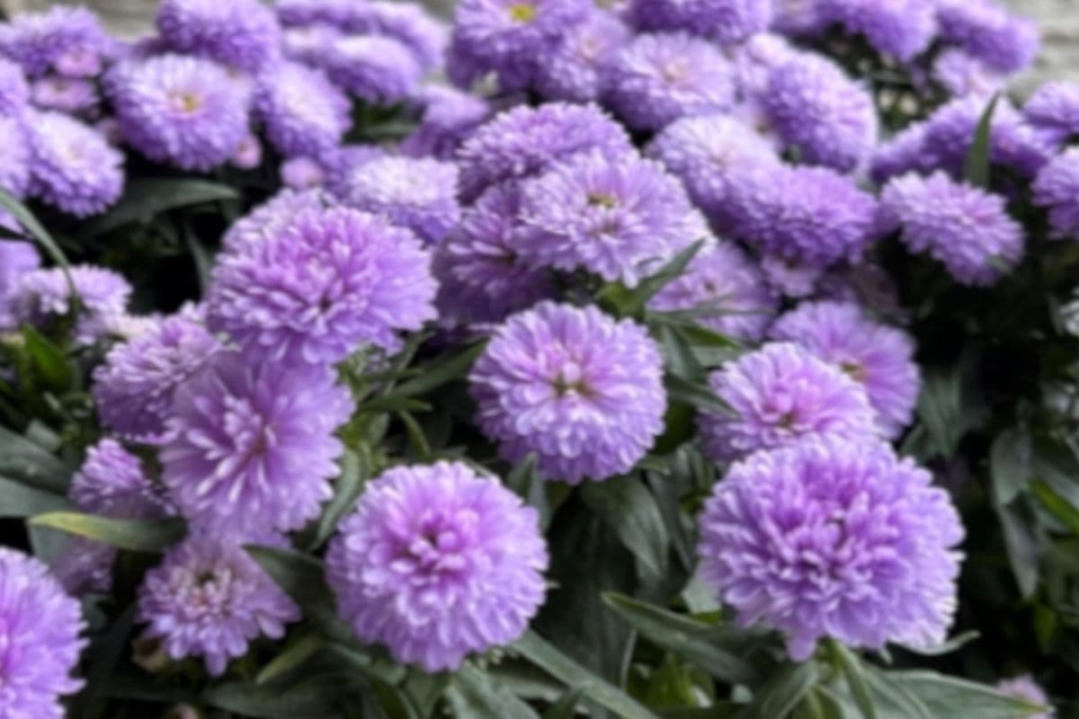 Lilac Sunset Aster