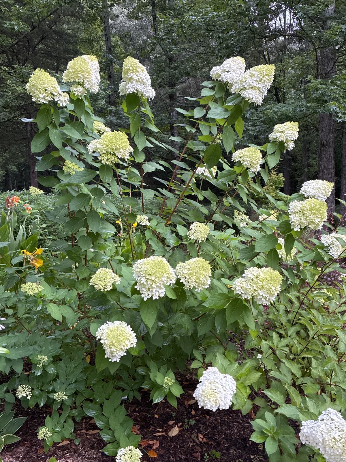 Limelight Panicle Hydrangea