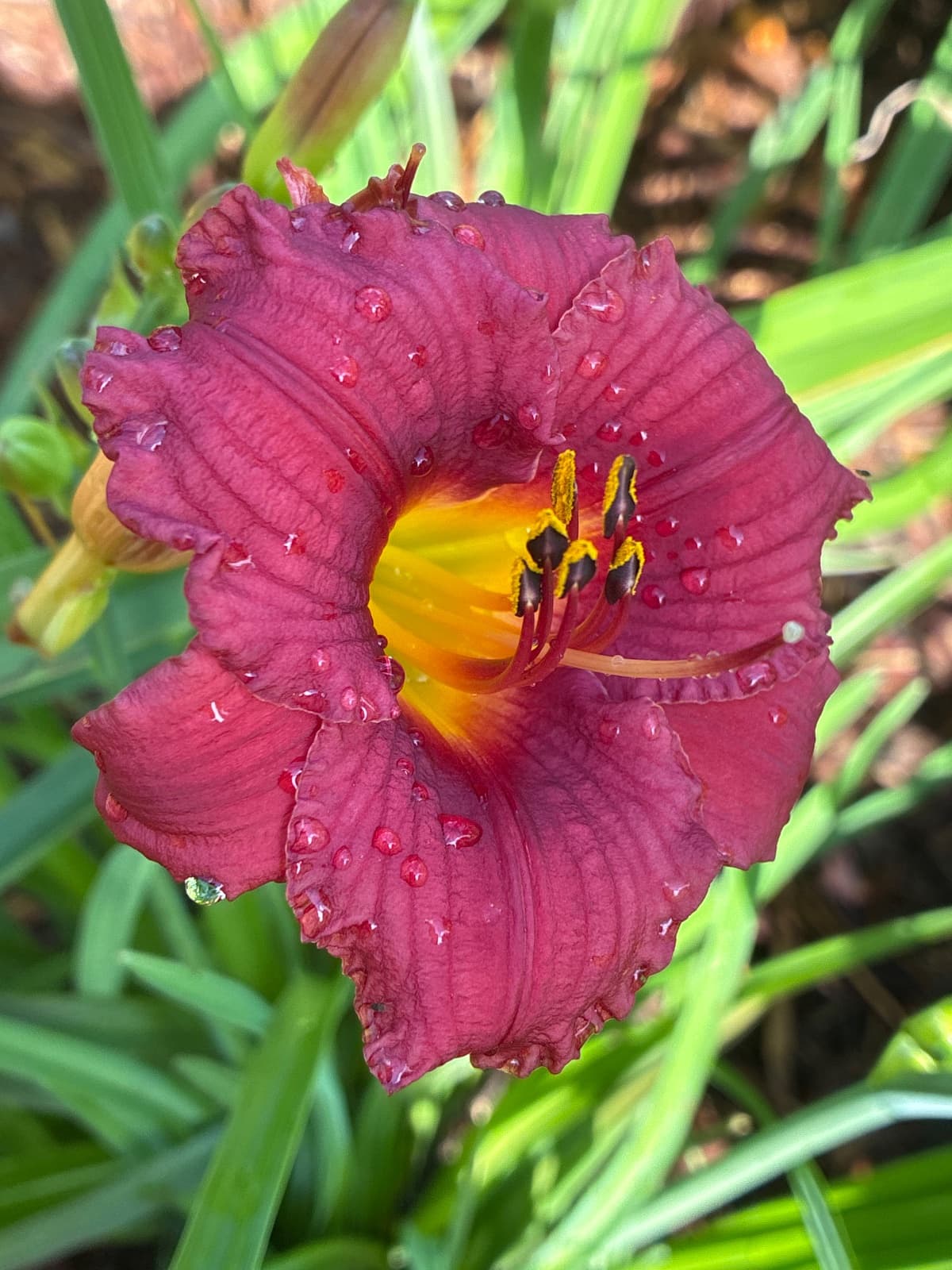 Little Business Daylily