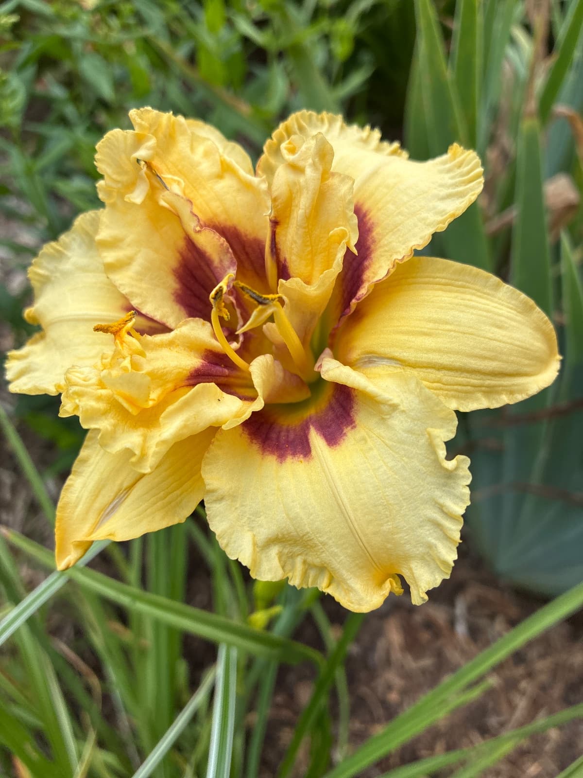 Little Castaway Daylily