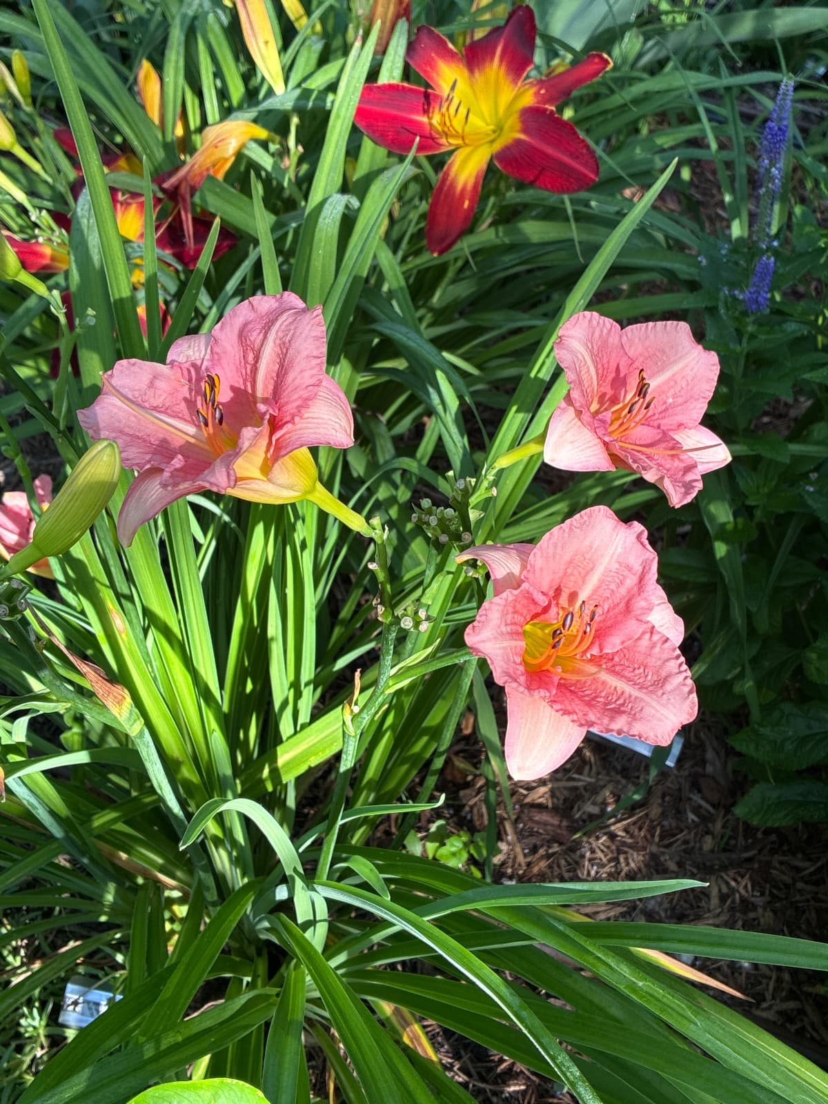 Little Heavenly Angel Daylily