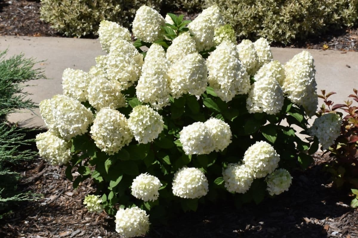 Little Lime Punch Hydrangea