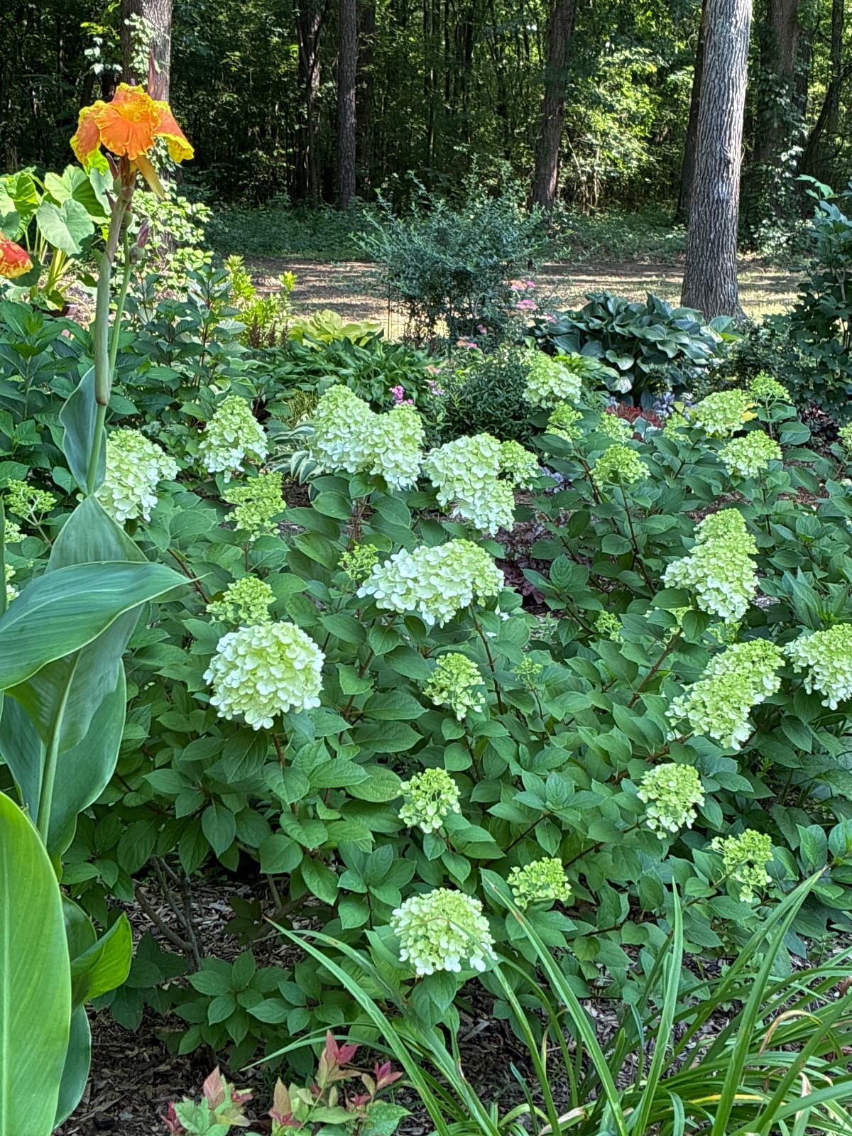 Little Lime Punch Panicle Hydrangea