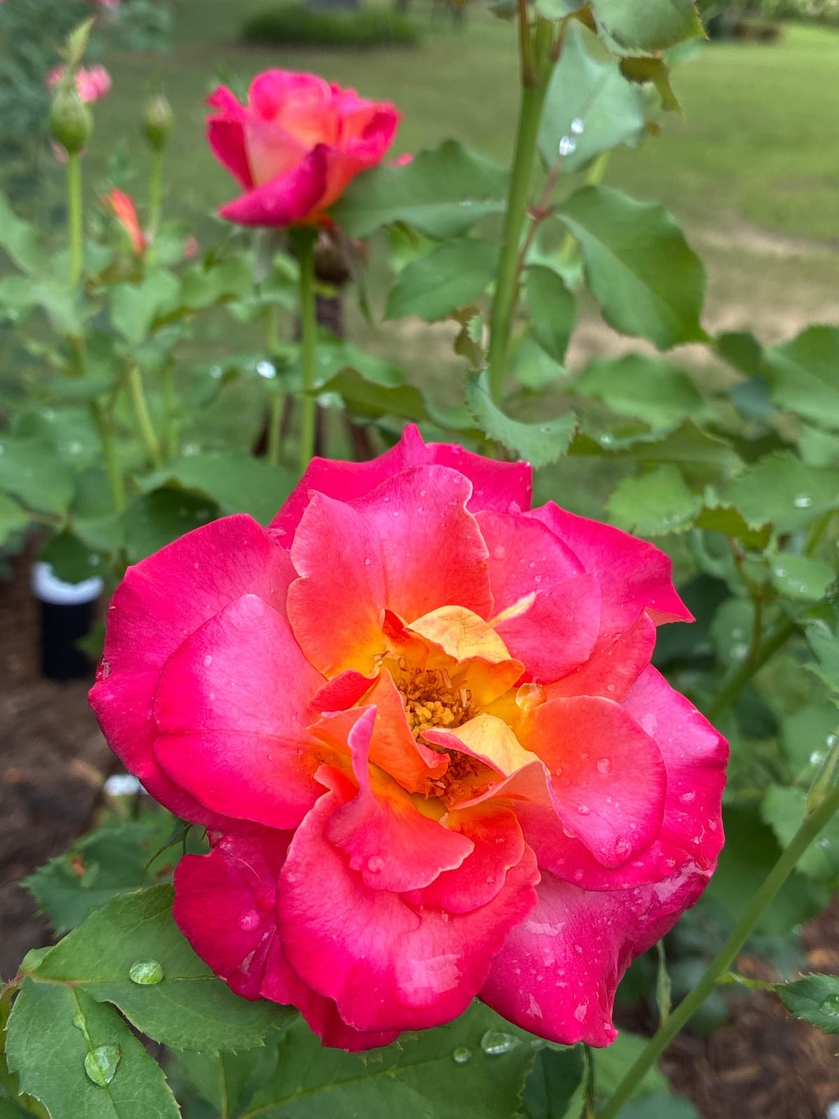 "Love" Rose