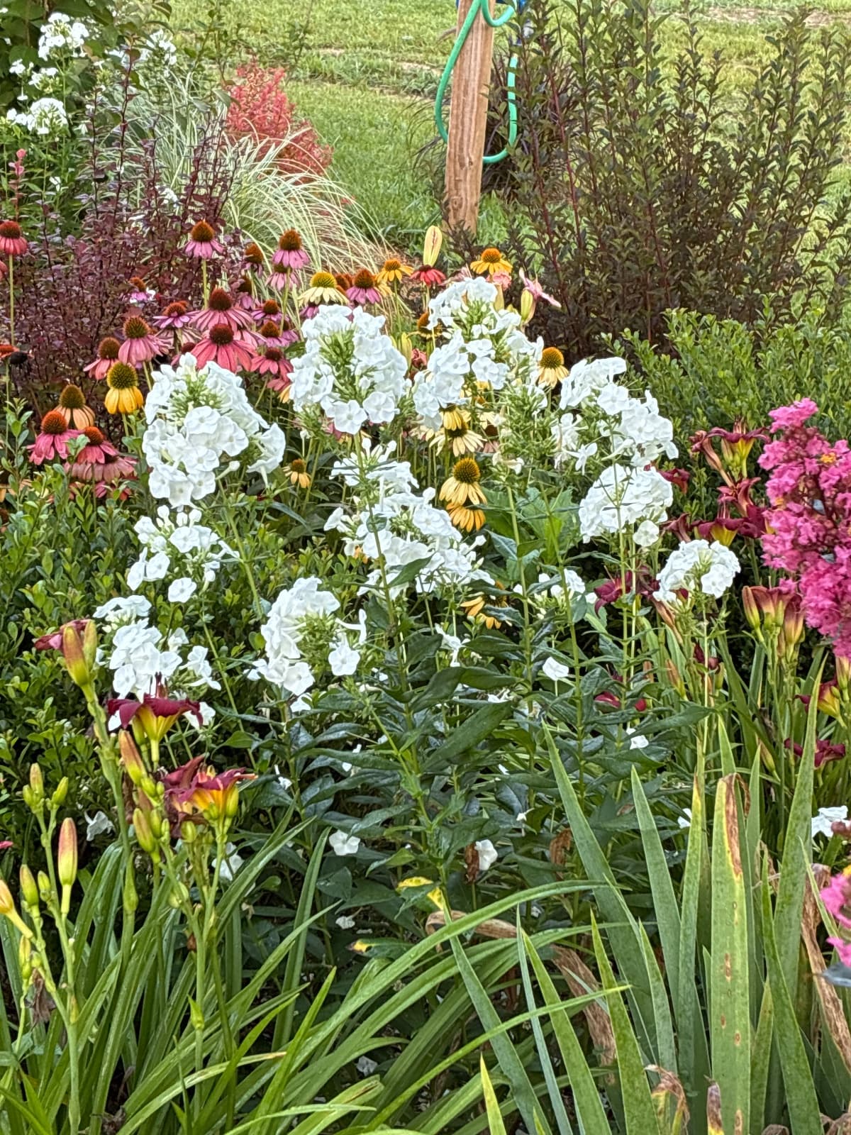 Luminary Backlight Phlox