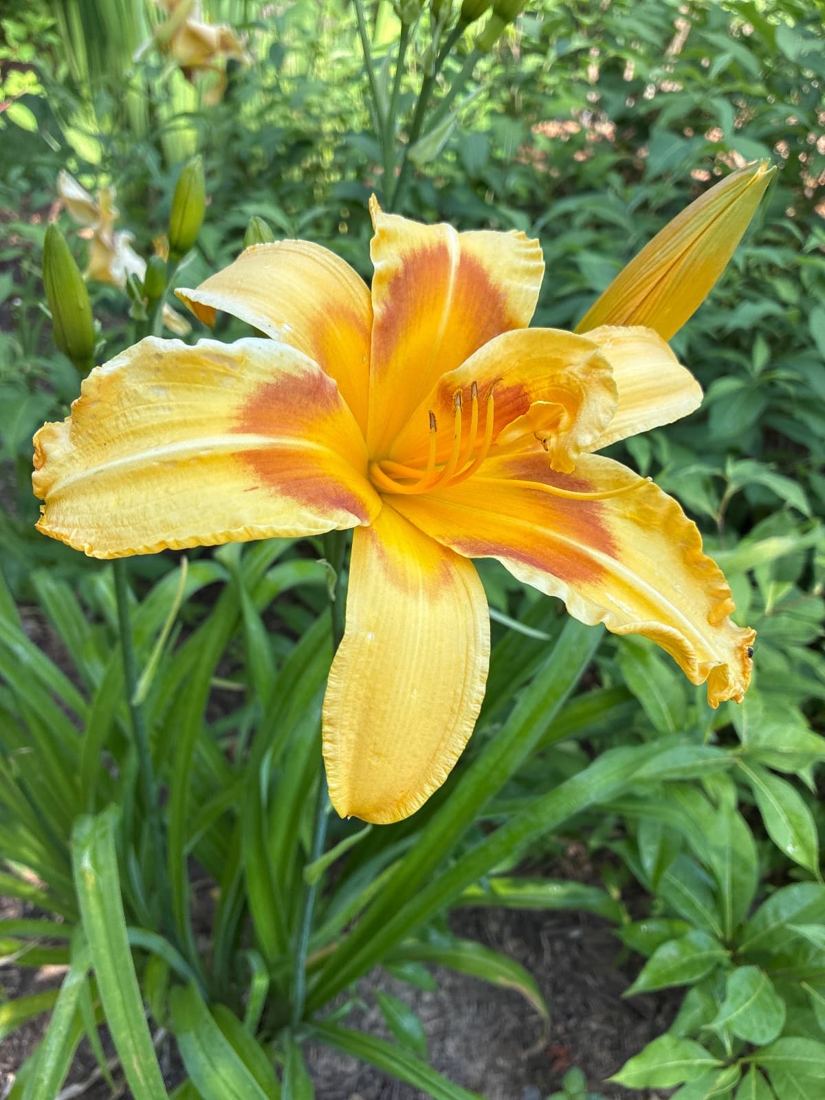 Mayor of Cornatzer Daylily