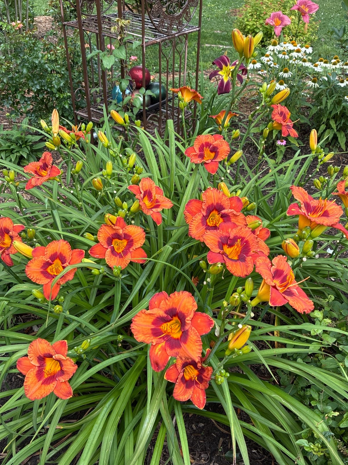 Mighty Chestnut Daylily
