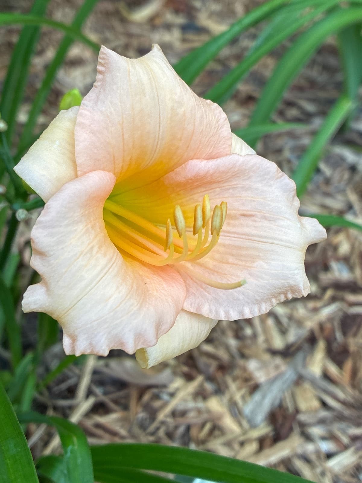 Mini Pearl Daylily