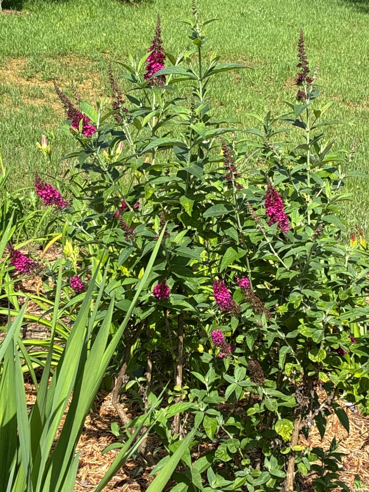 Miss Molly Butterfly Bush