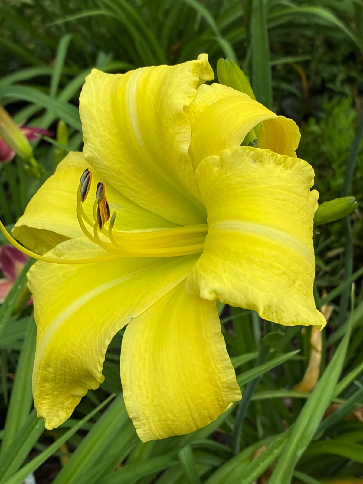Mister Betters Daylily
