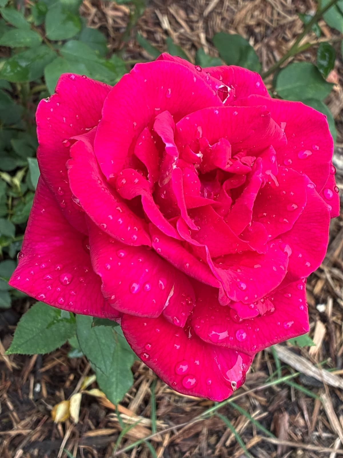Mister Lincoln Hybrid Tea Rose