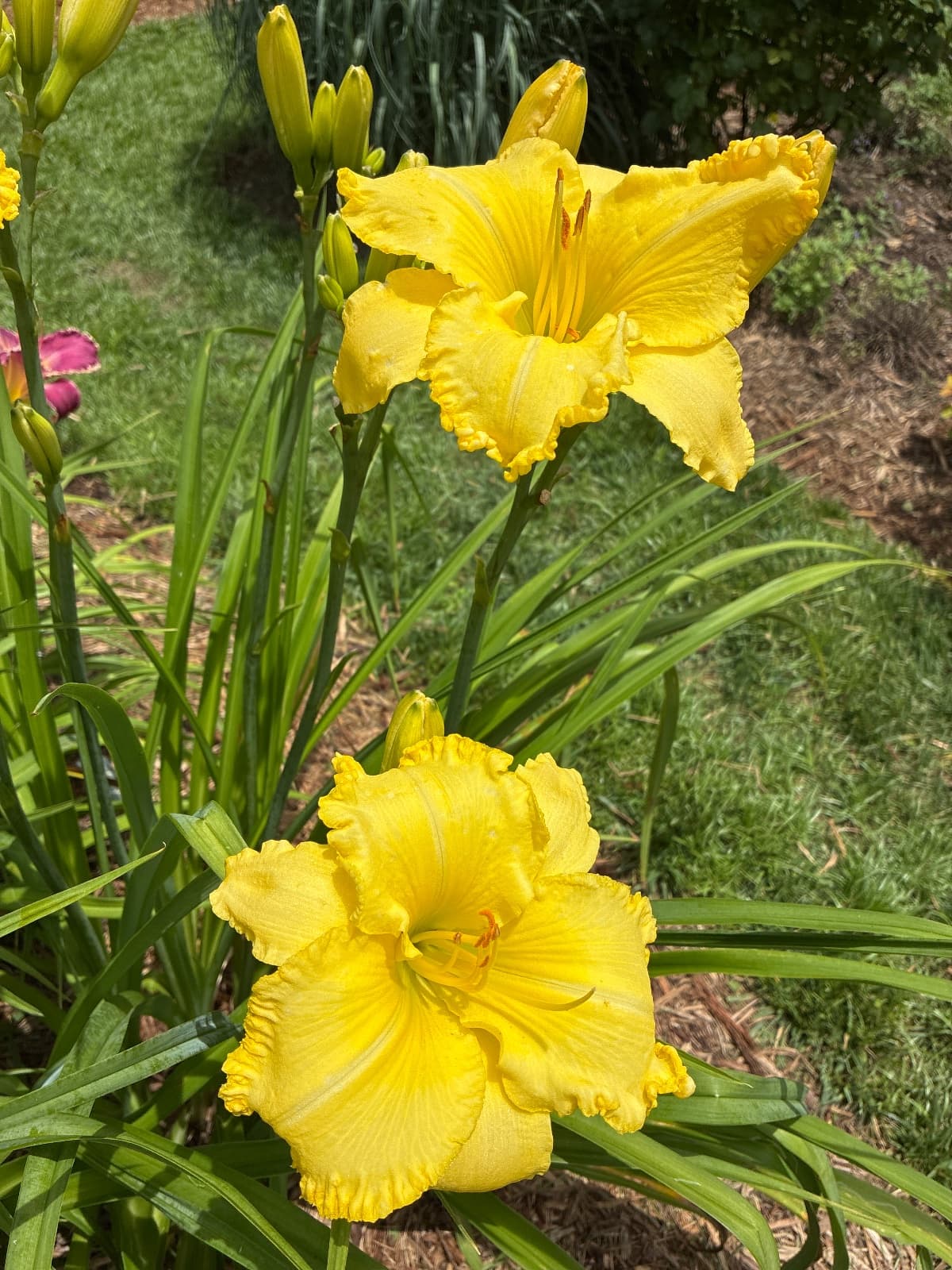 Molokai Daylily