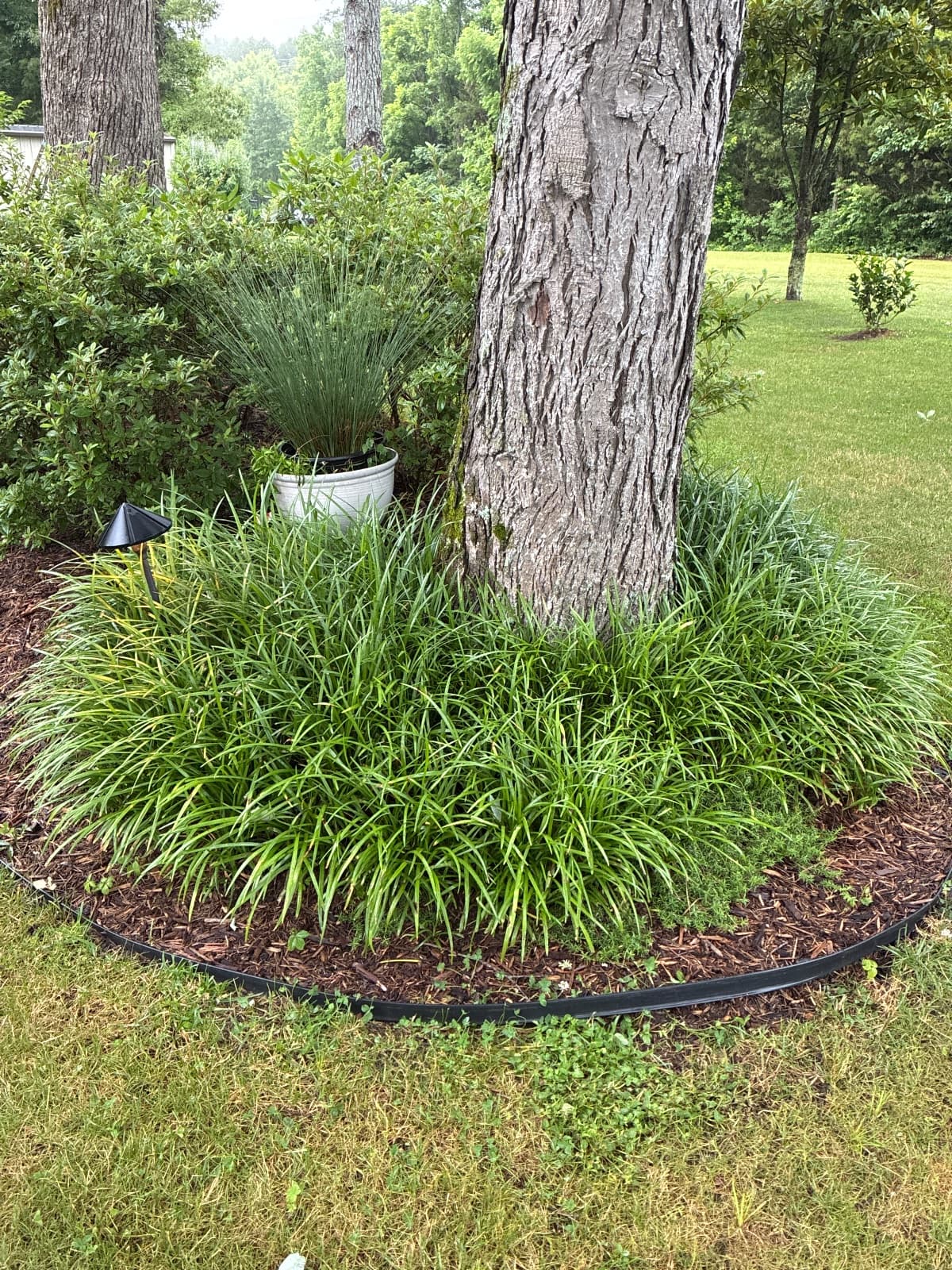 Monkey Grass