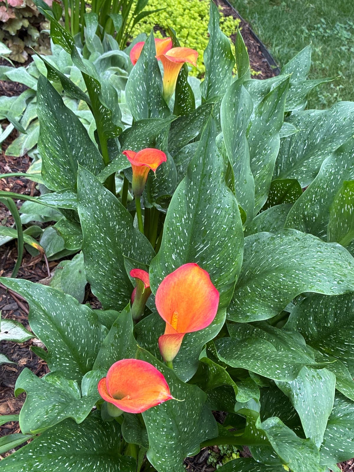 Morning Sun Calla Lily