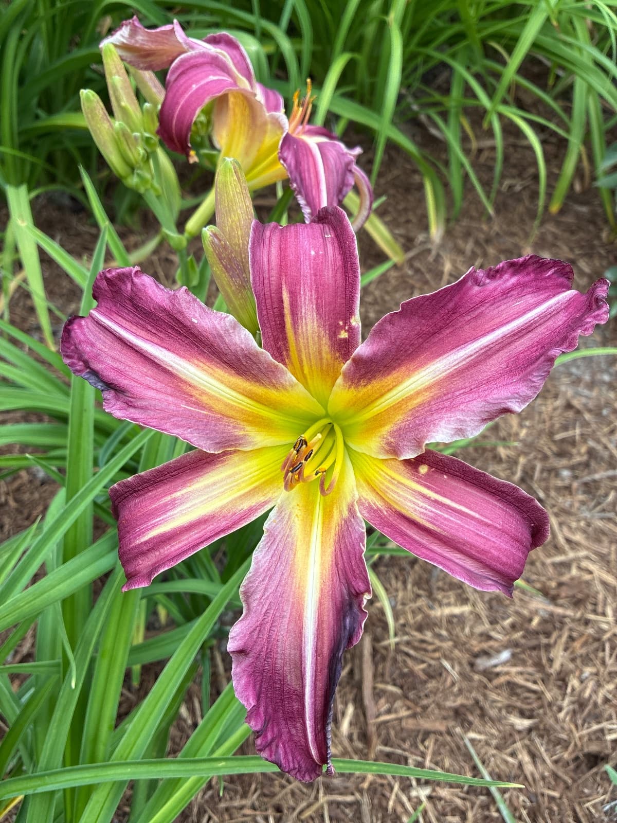 No Place Like Home Daylily