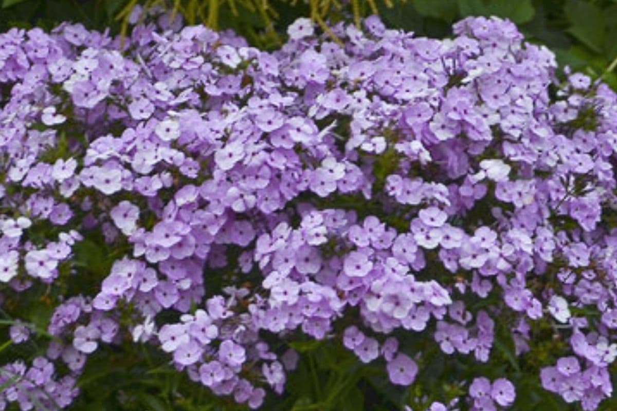 Opening Act Blush Phlox