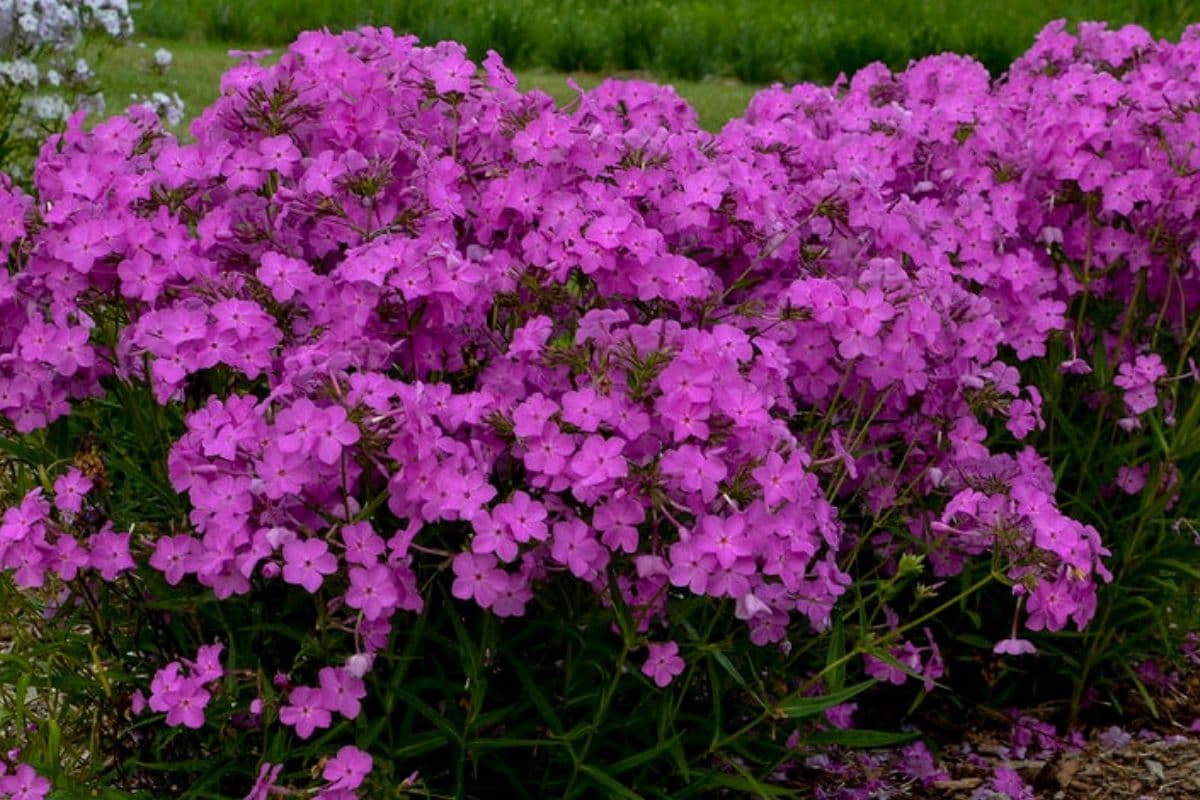 Opening Act Ultra Pink Phlox