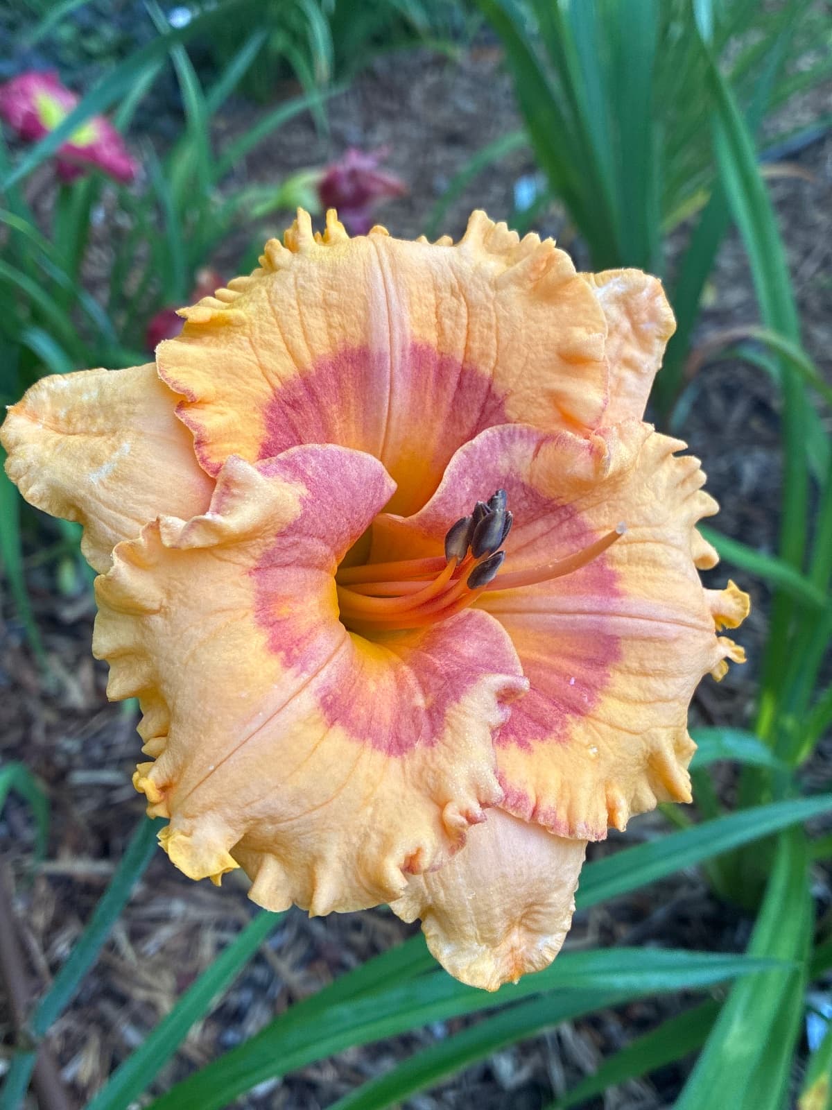 Orange Blaze Daylily