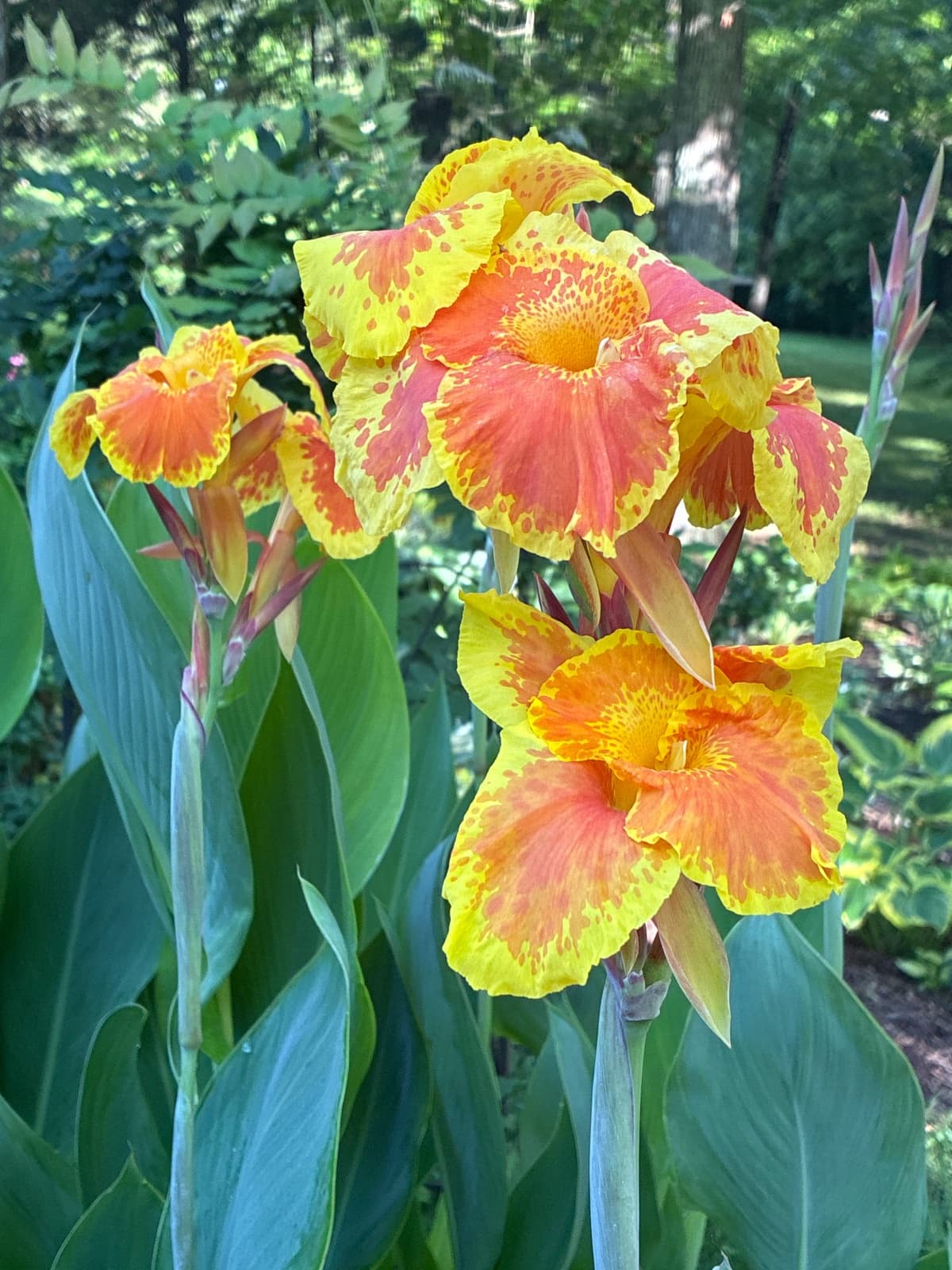 Orange Canna Lilies