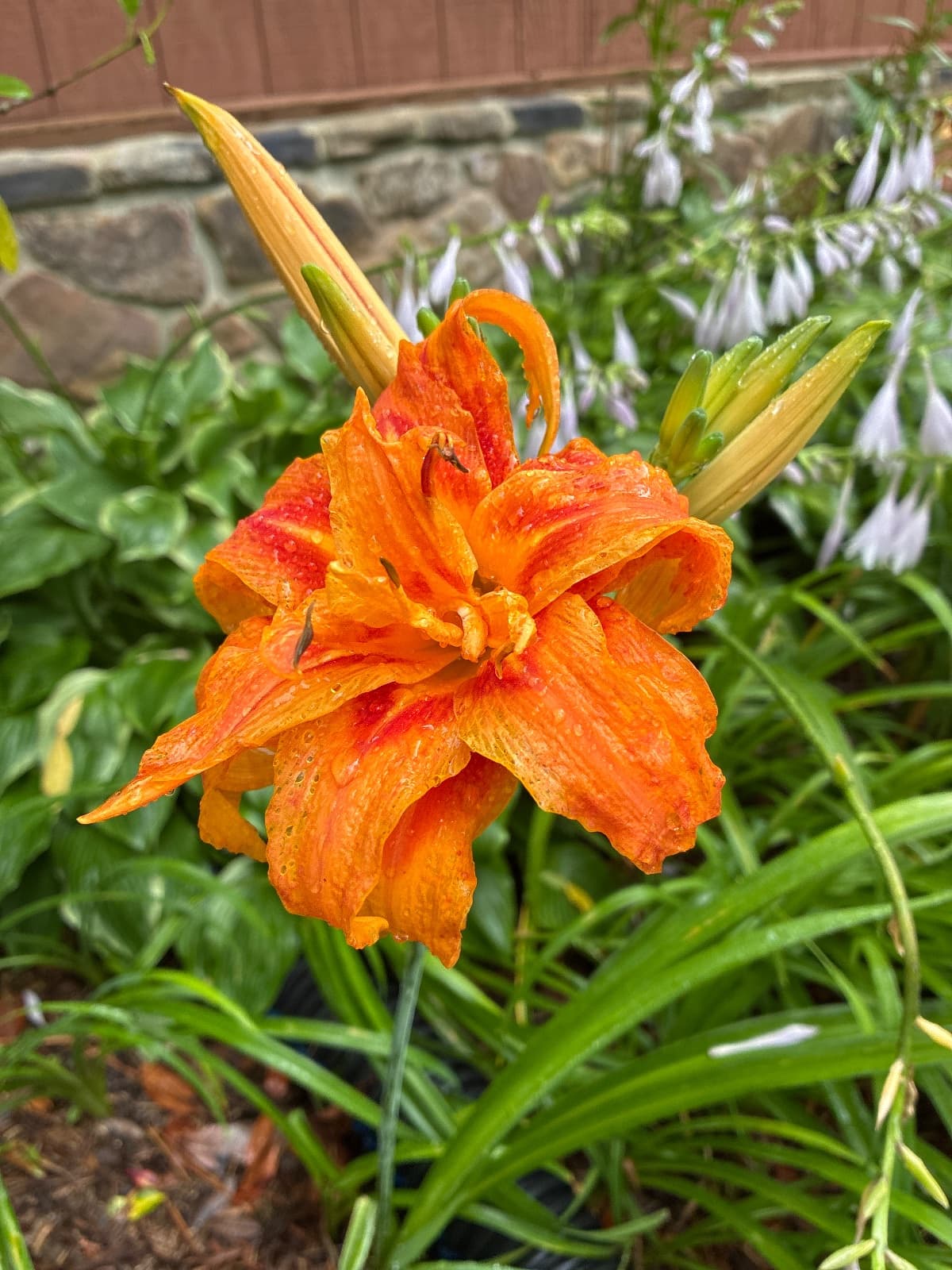 Orange Double Daylily