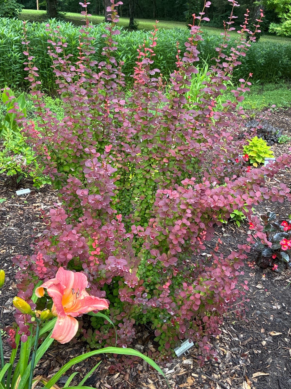 Orange Rocket Barberry
