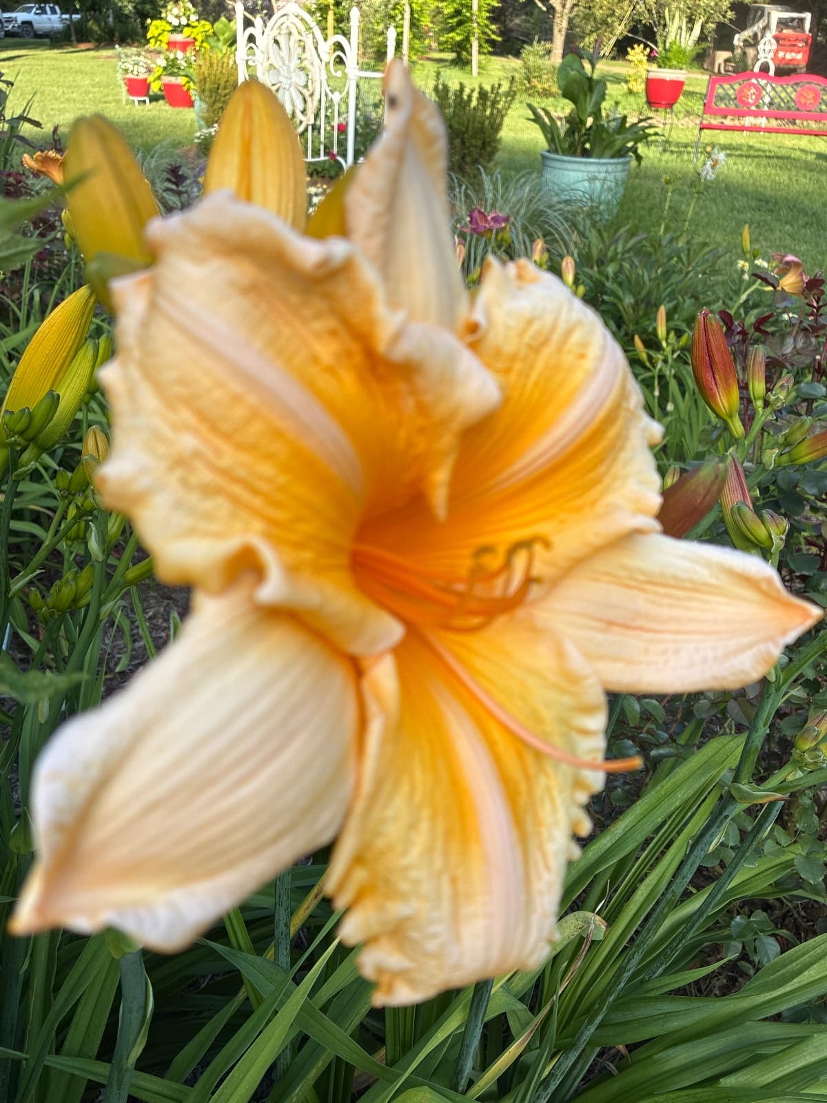 Orange Velvet Daylily