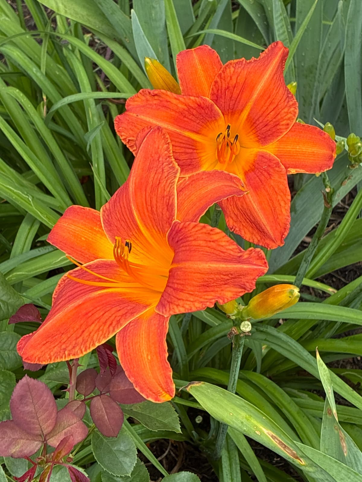 Orange Vols Daylily