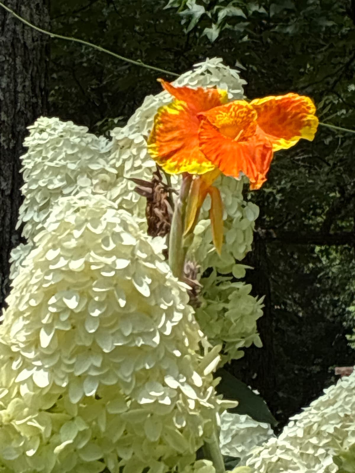 Orange-yellow Canna Lily