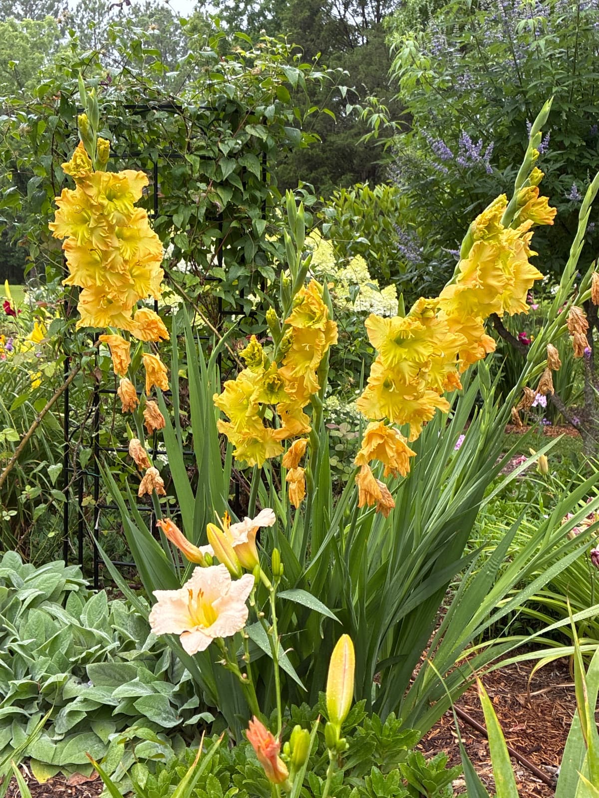 Orange-Yellow Gladiola