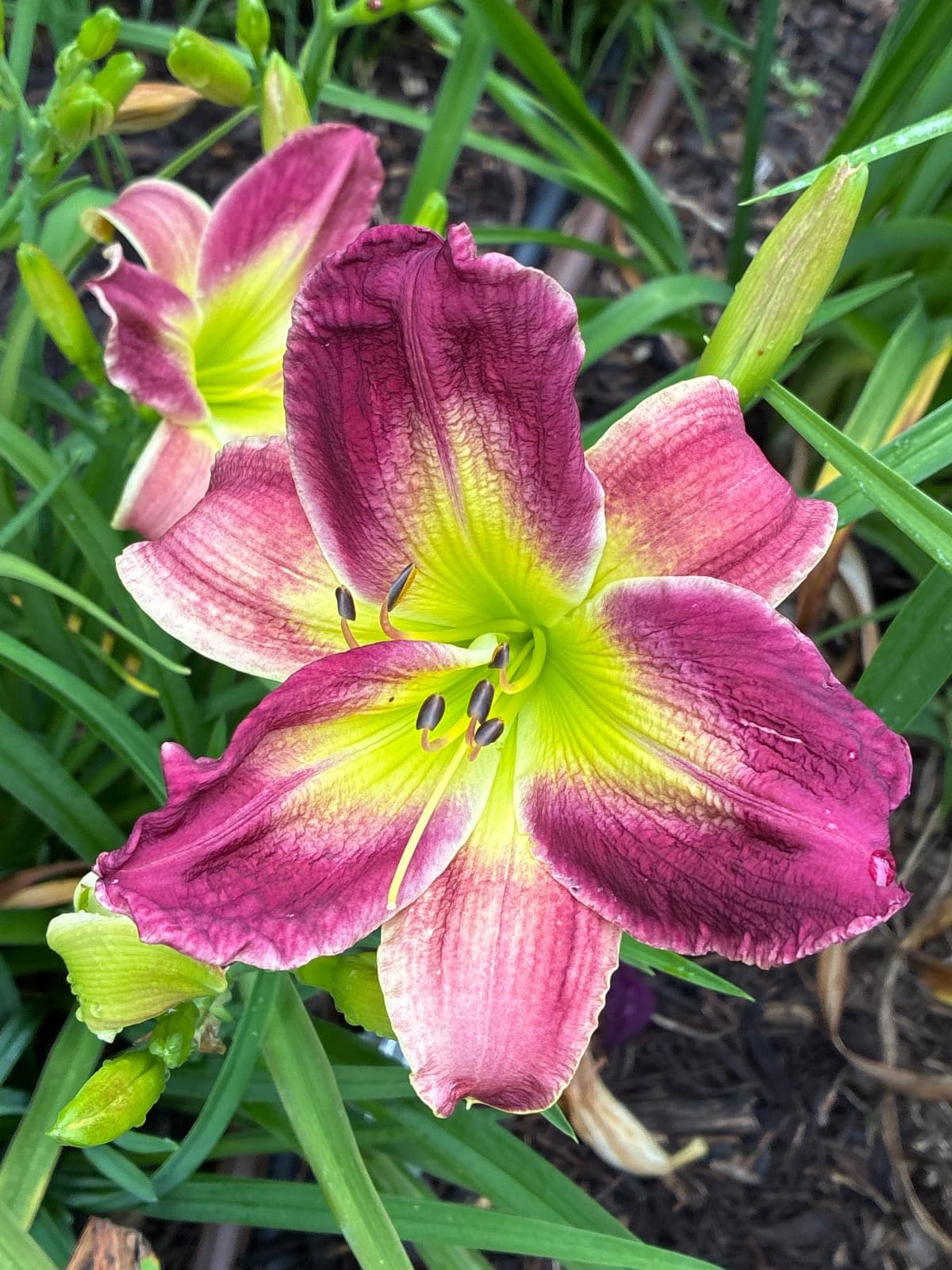Ozs Tin Man Daylily