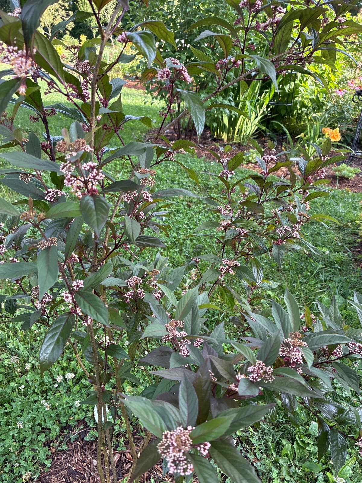 Pearl Glam Beautyberry