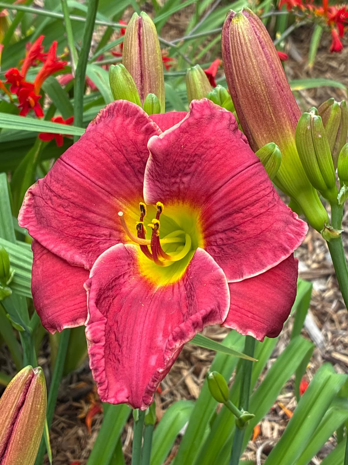 People's Pleasure Daylily