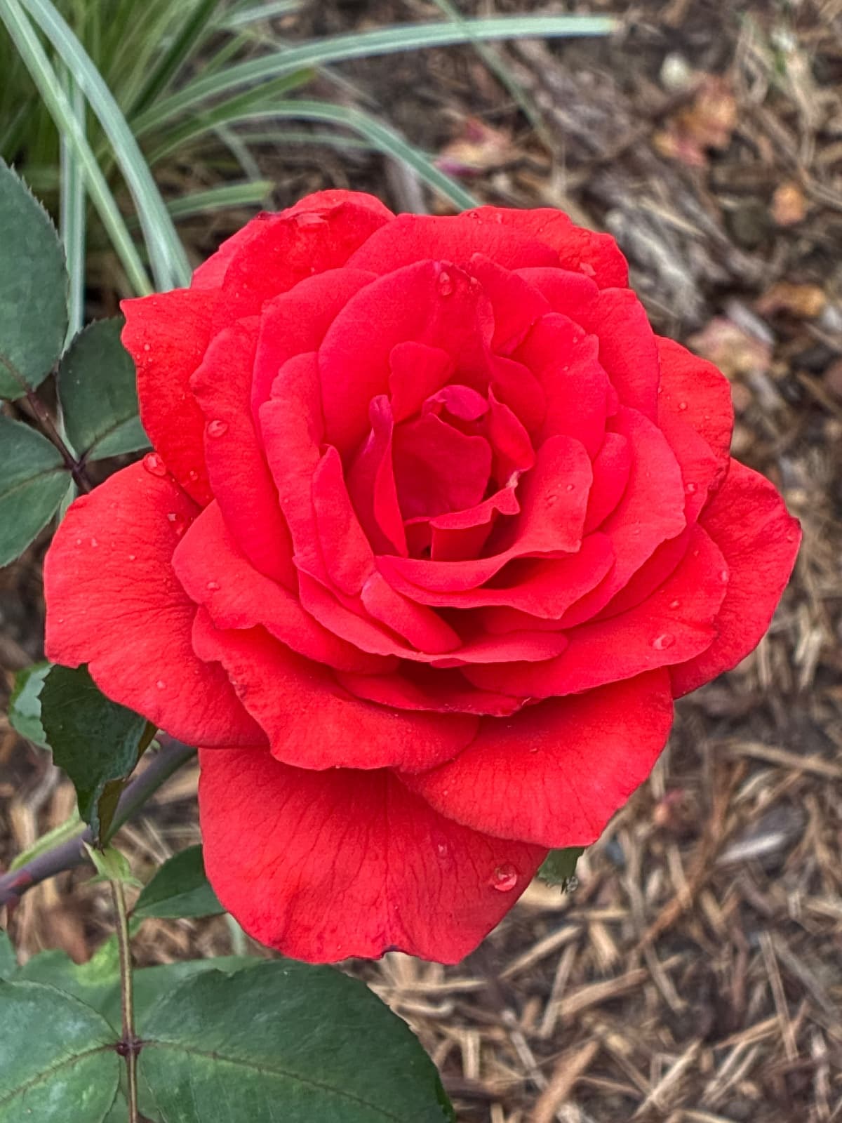 Perfume Delight Rose
