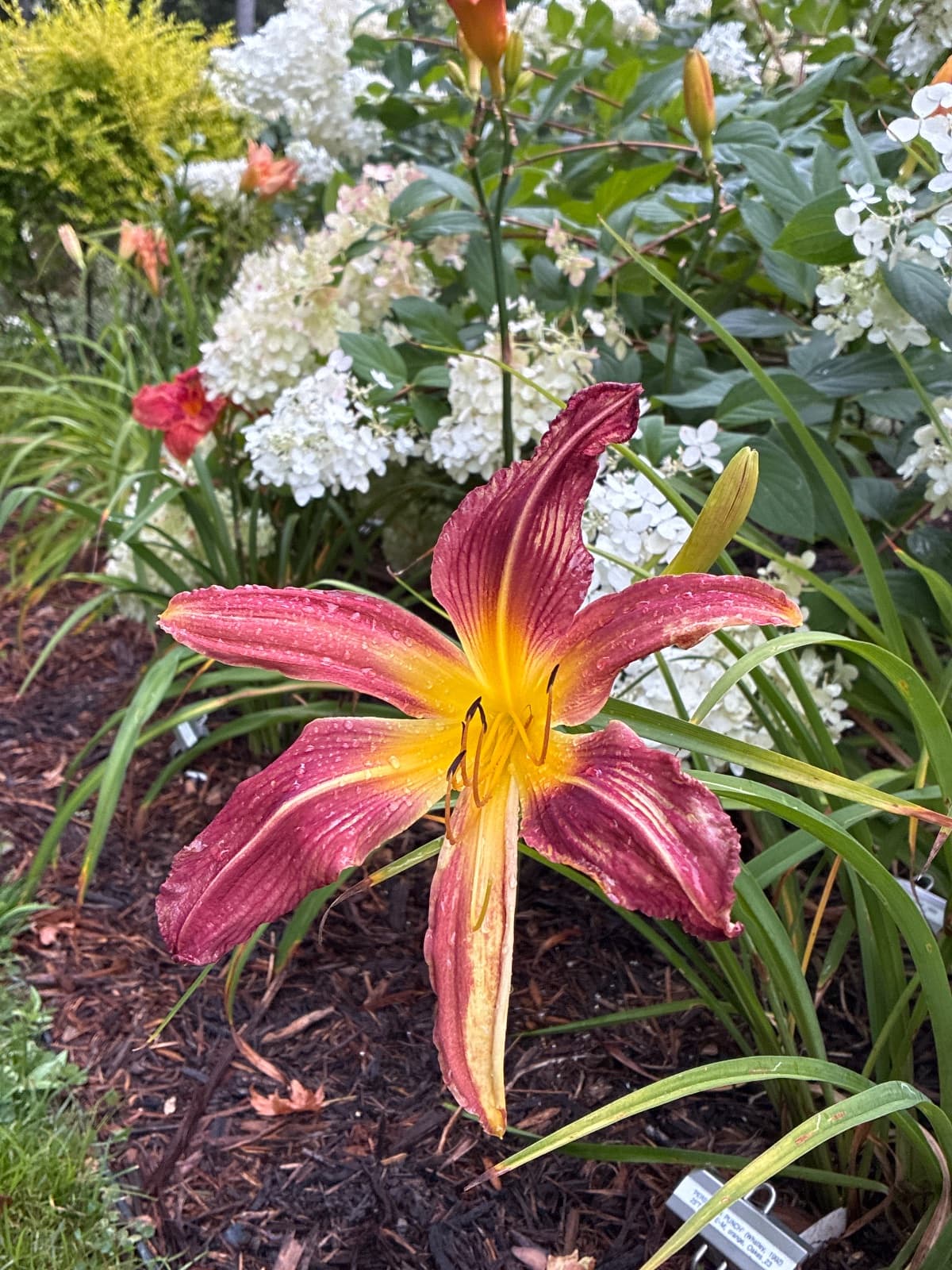 Persimmon Punch Daylily