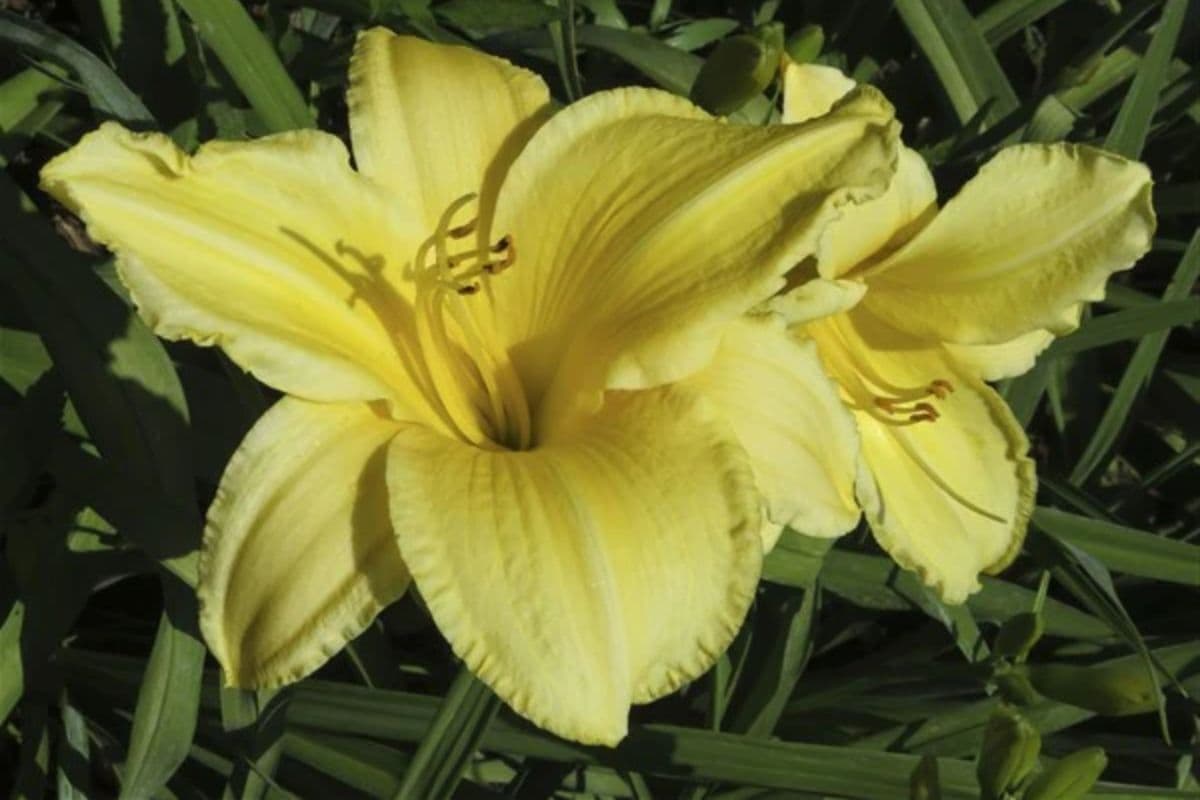 Pine Garden Supernova