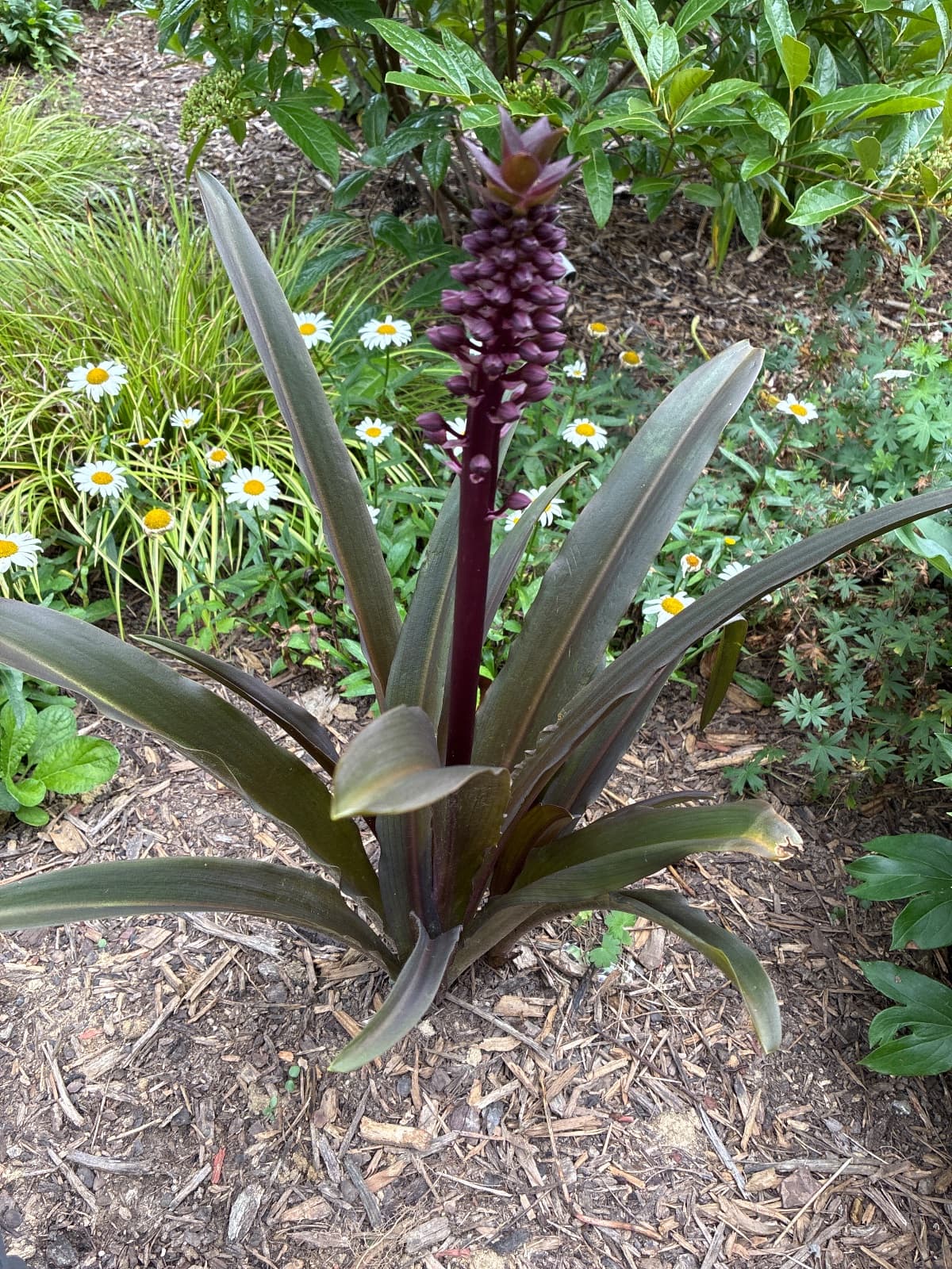 Pineapple Lily