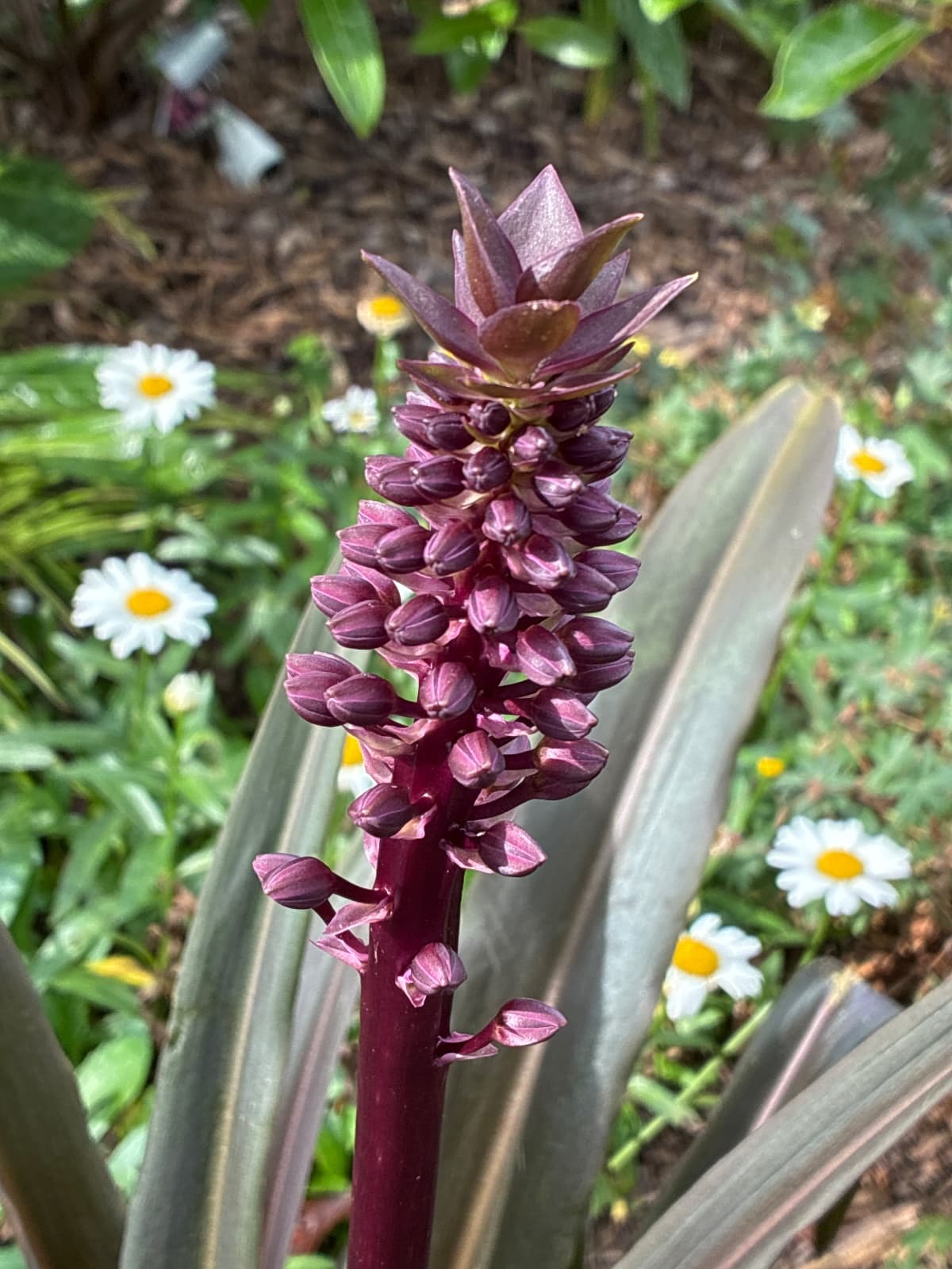 Pineapple Lily (close up)