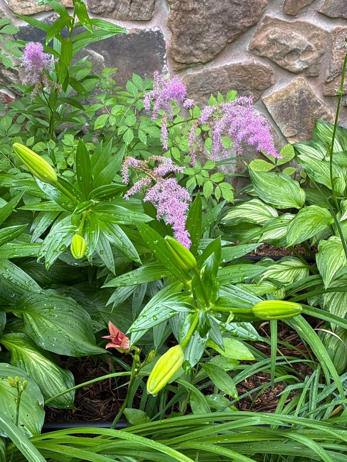 Pink Astilbe