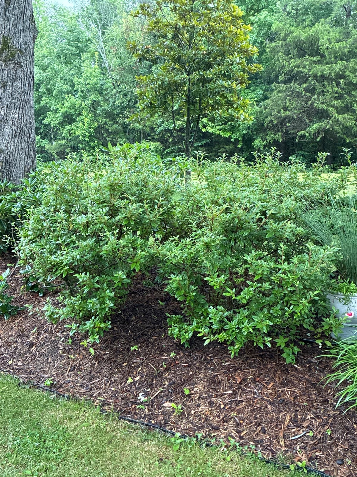 Pink Azaleas