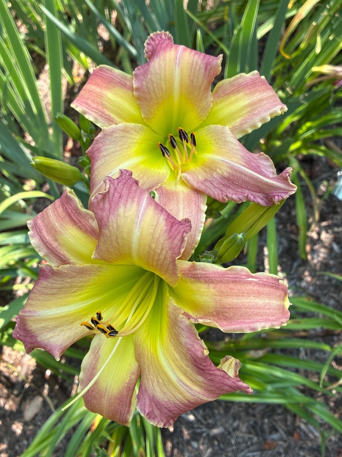 Pink Champagne Fountain Daylily