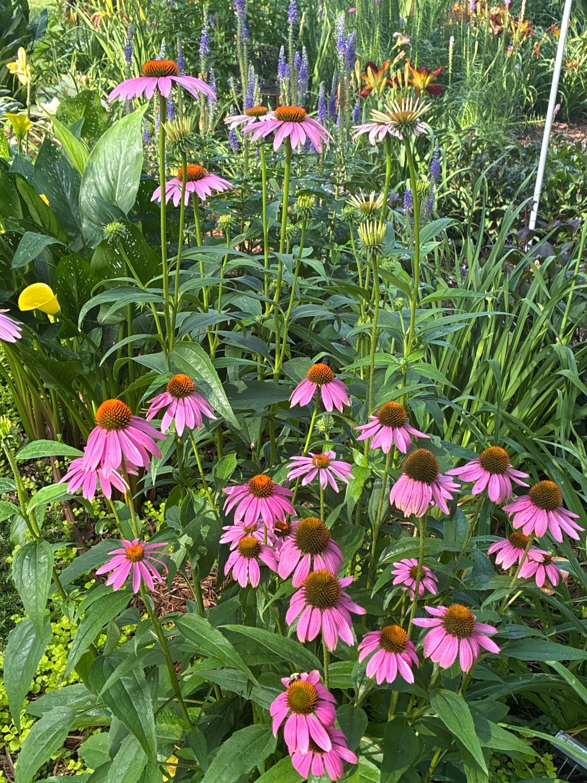 Pink Coneflowers
