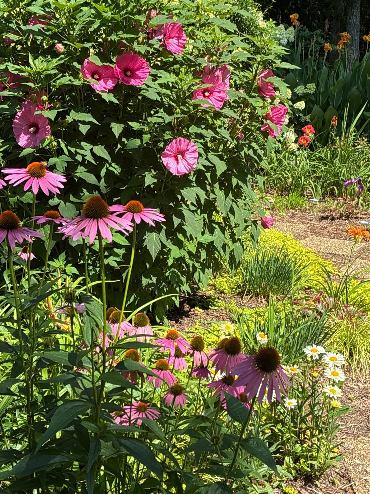 Pink coneflowers and hibiscus