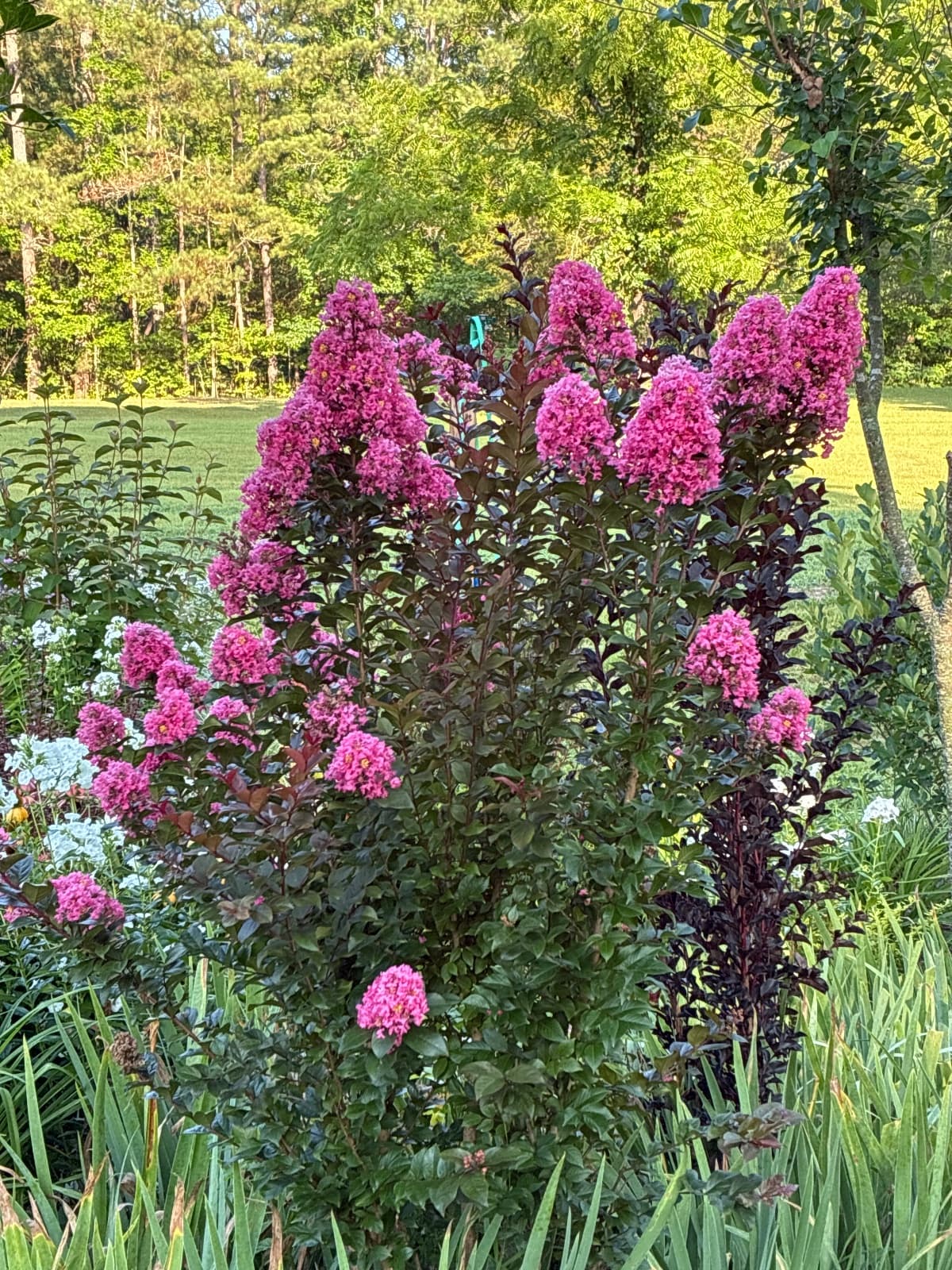 Pink Crape Myrtle