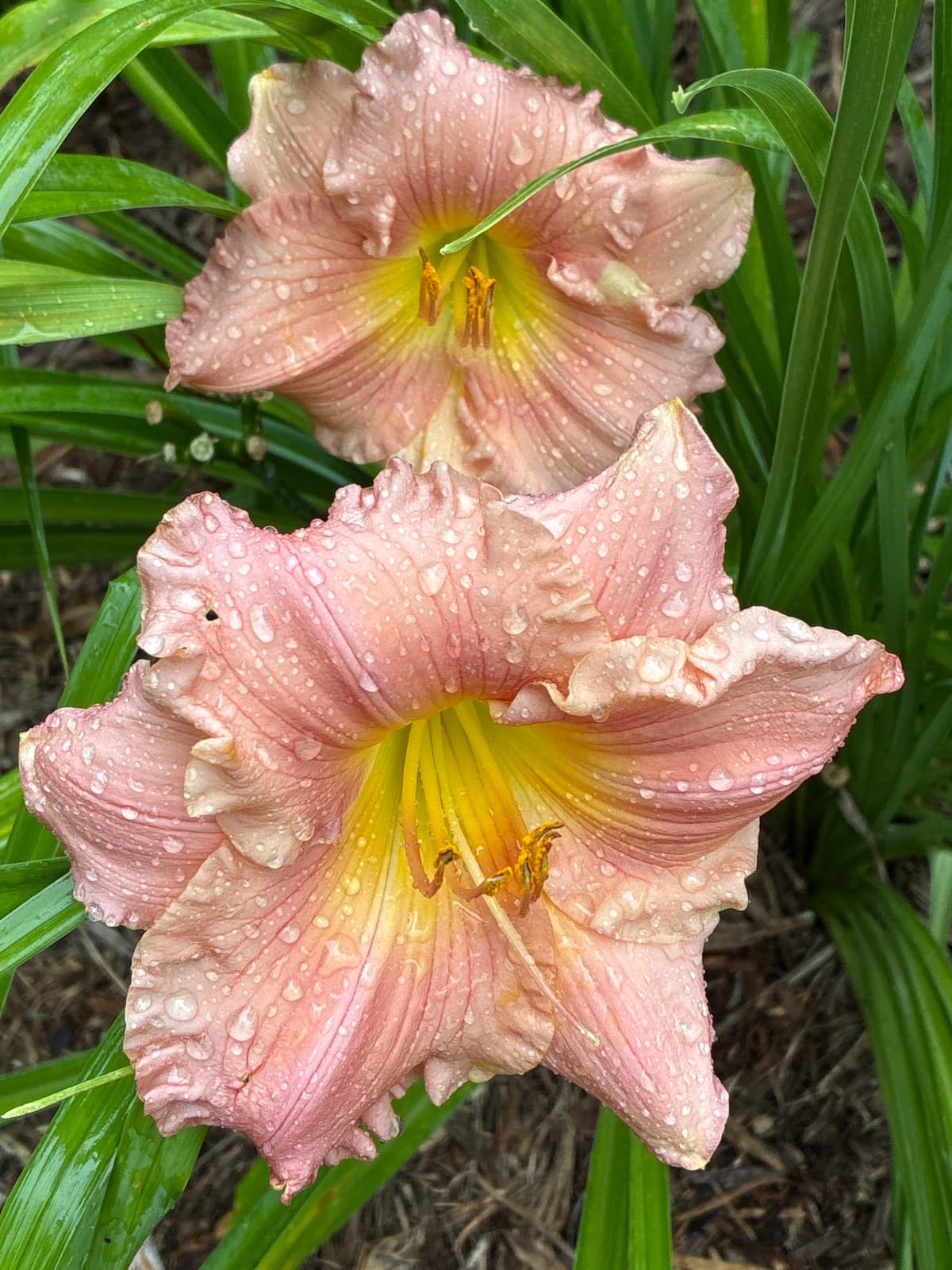 Pink Daylily