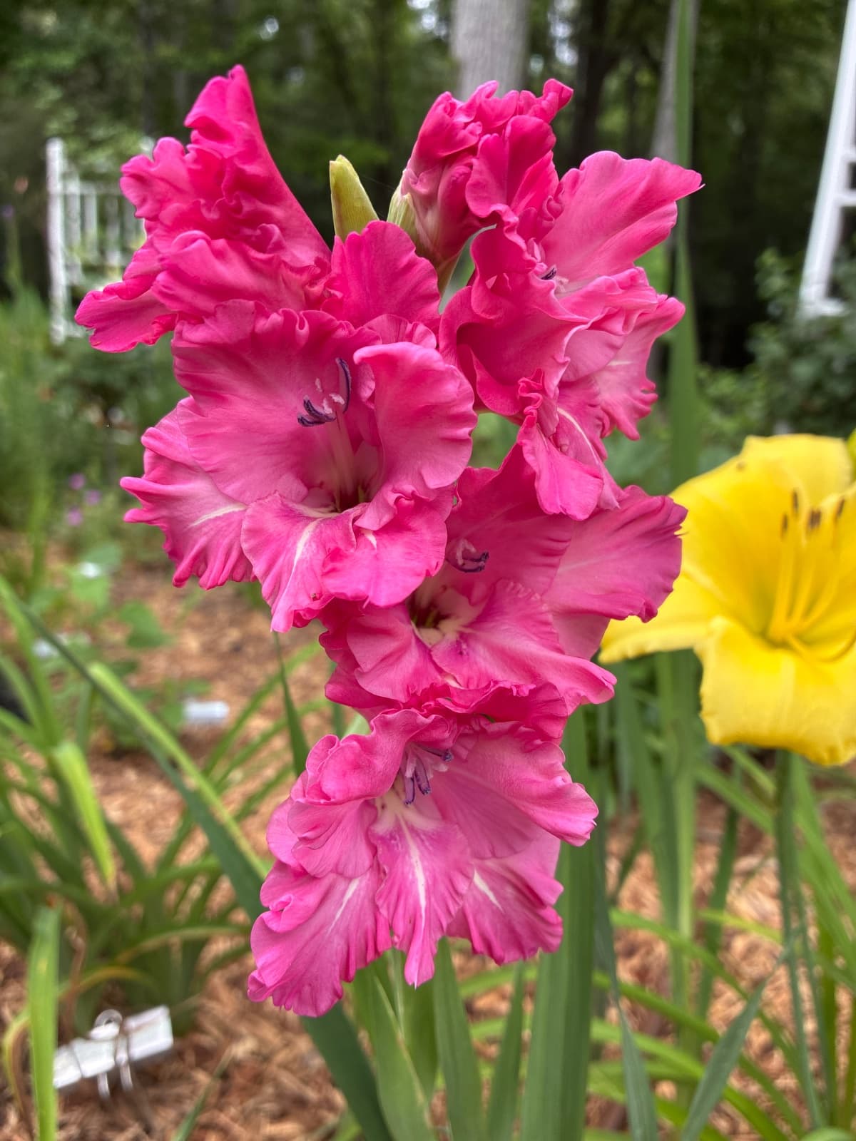 Pink Gladiolus