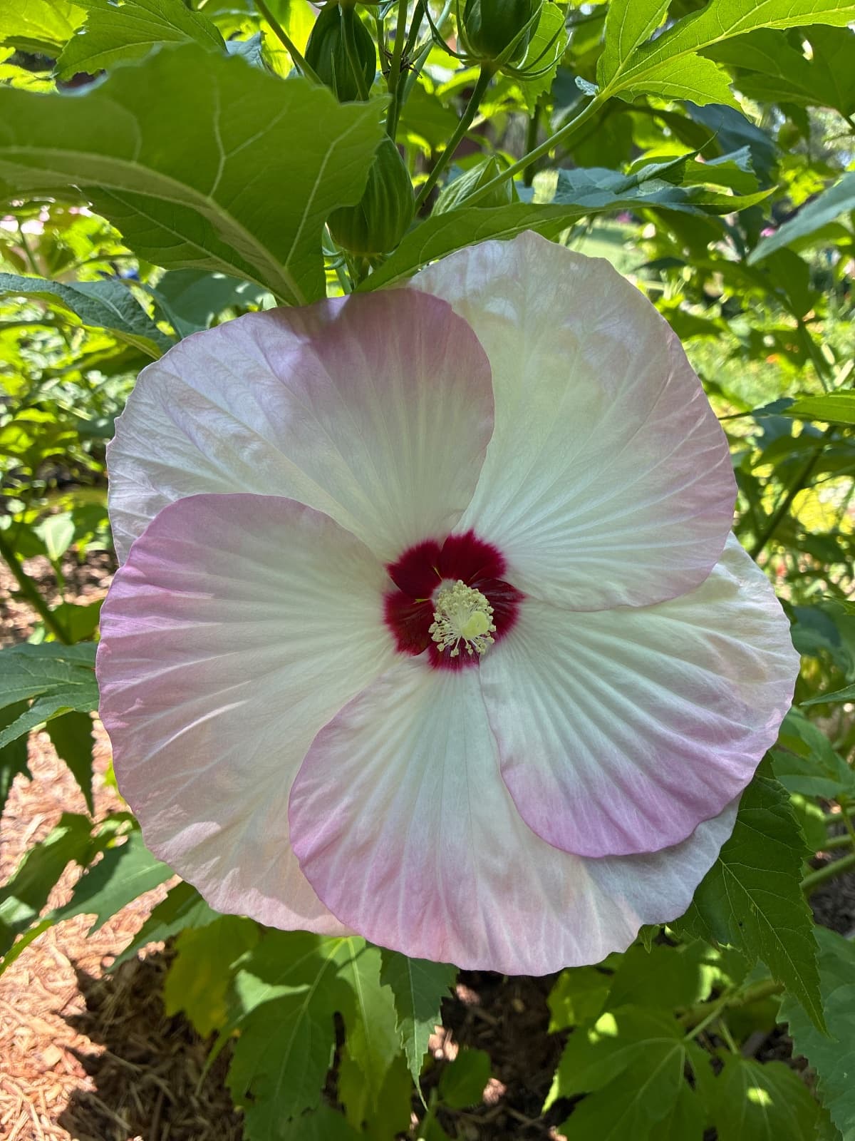 Pink Hibiscus