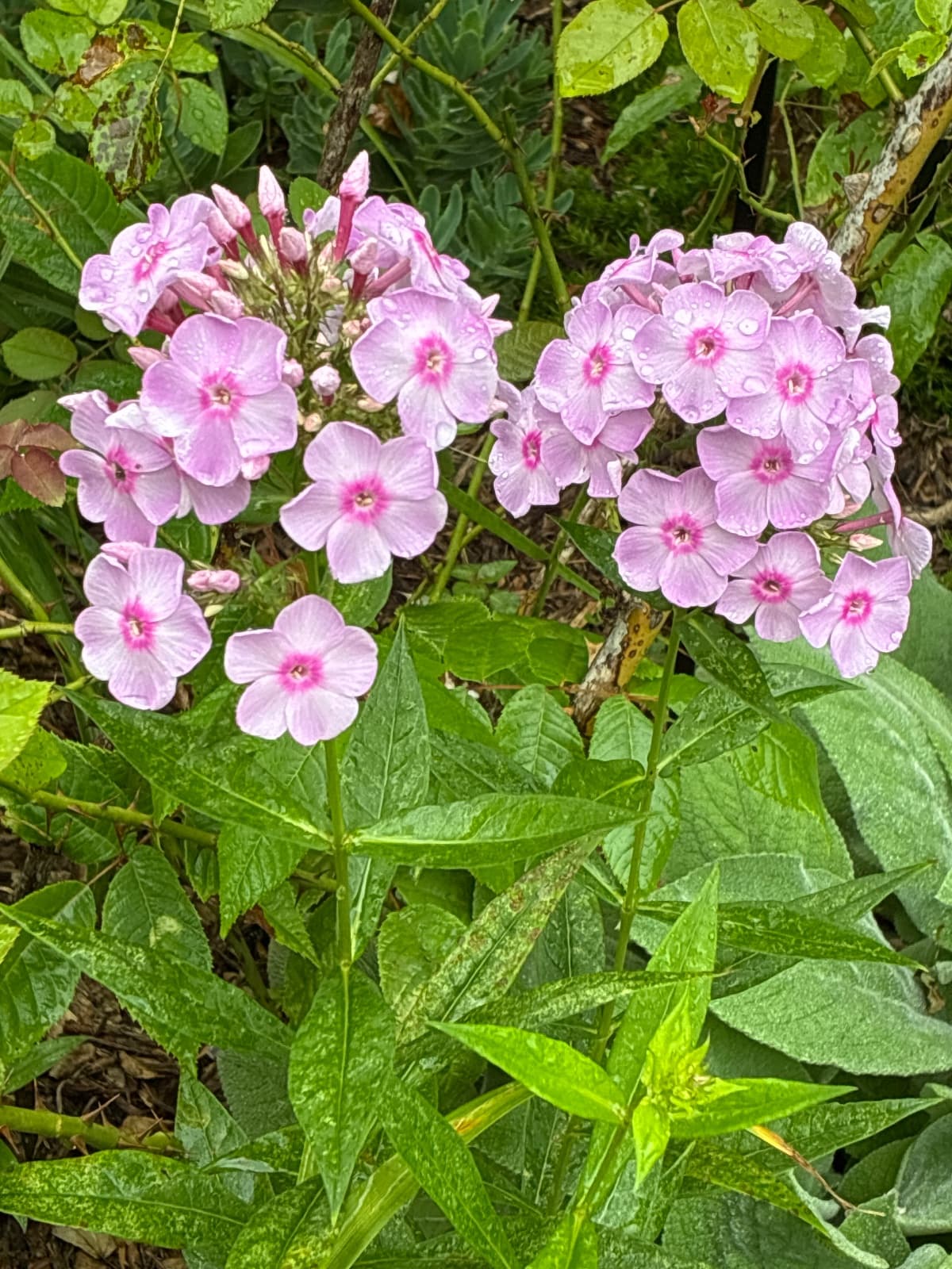 Pink Phlox